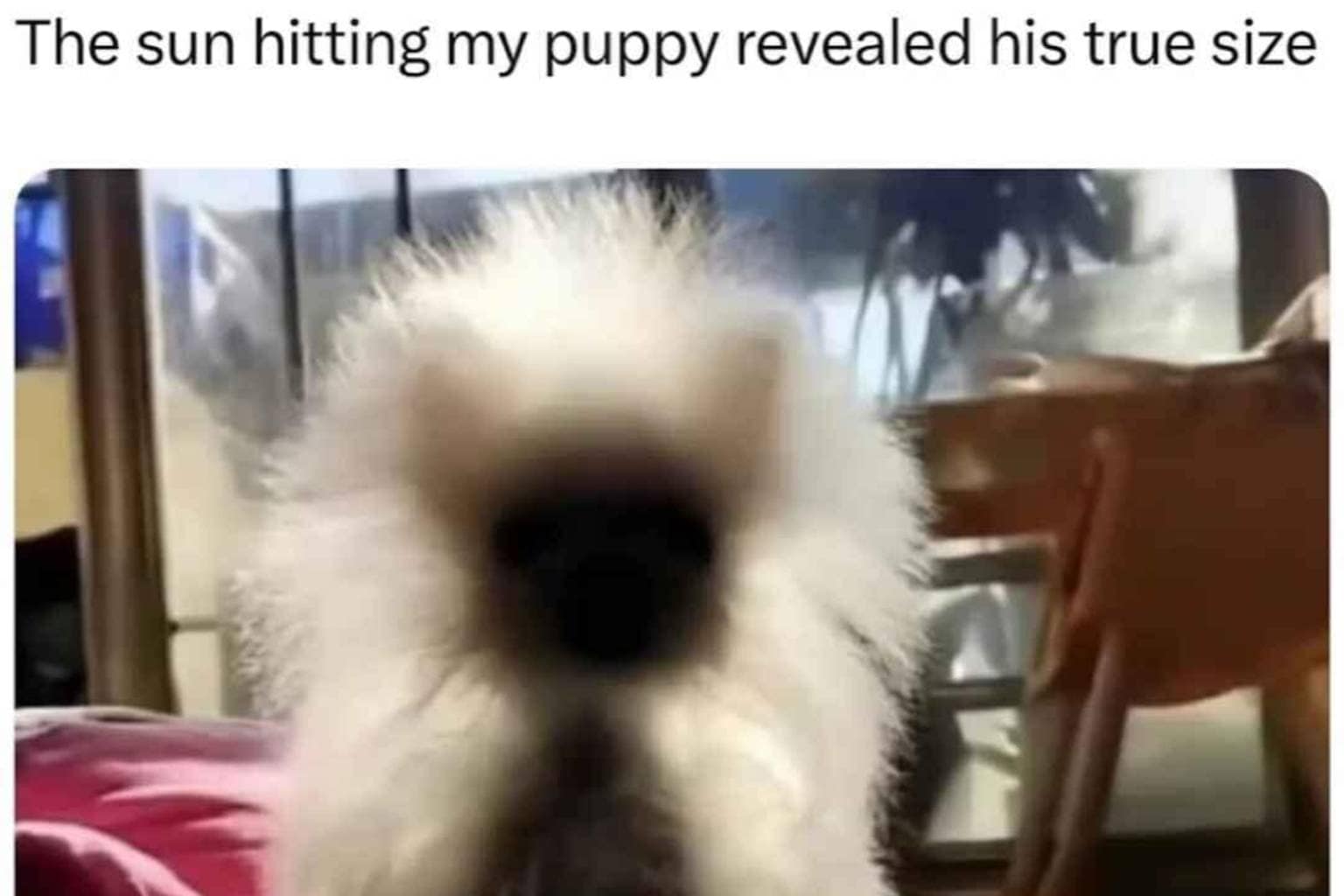 An entertaining classic meme gallery capturing viral internet humor and workplace satire, featuring an eerie green forest cryptid encouraging people to be the weird thing in the woods, a starter pack of potato mashers jamming kitchen drawers, and a plot to hide a wombat at 2% opacity in a corporate presentation.