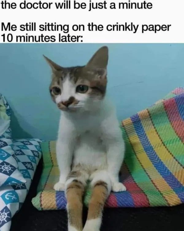 Cat sitting upright on a striped blanket like a patient waiting for the doctor.
