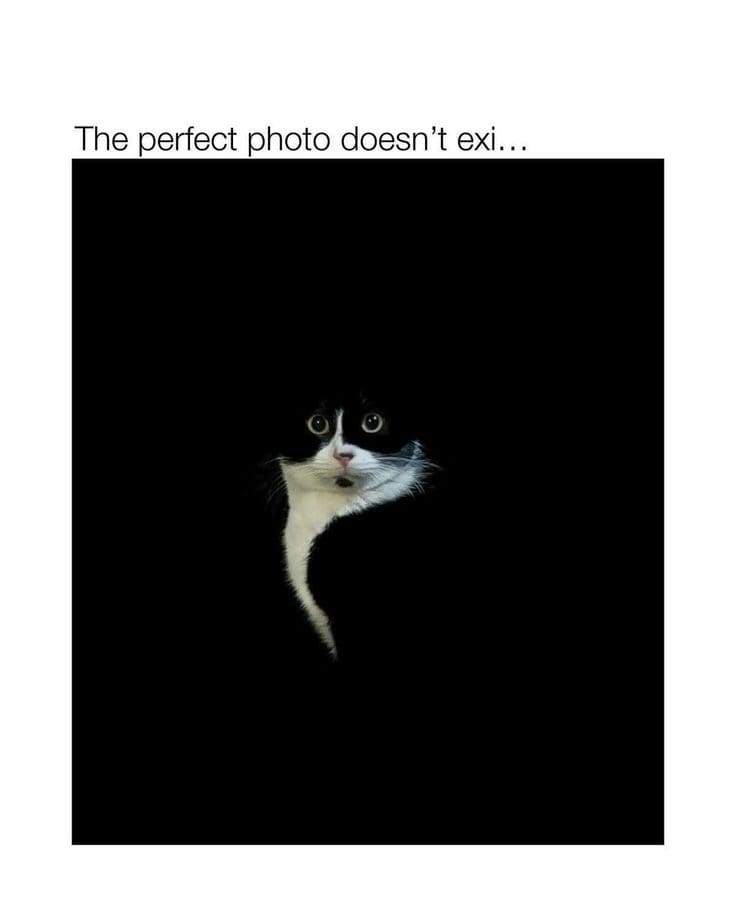 Black and white cat peeking out of total darkness with wide, startled eyes, from today's daily memes.
