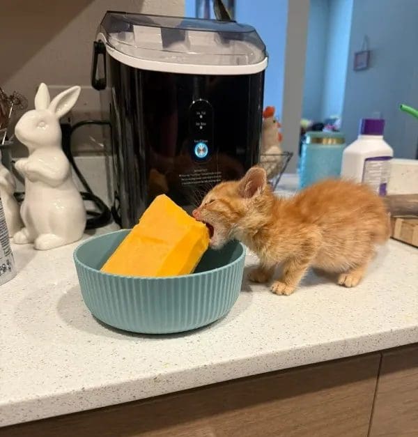Tiny orange kitten biting into a giant block of cheddar cheese sitting in a bowl.