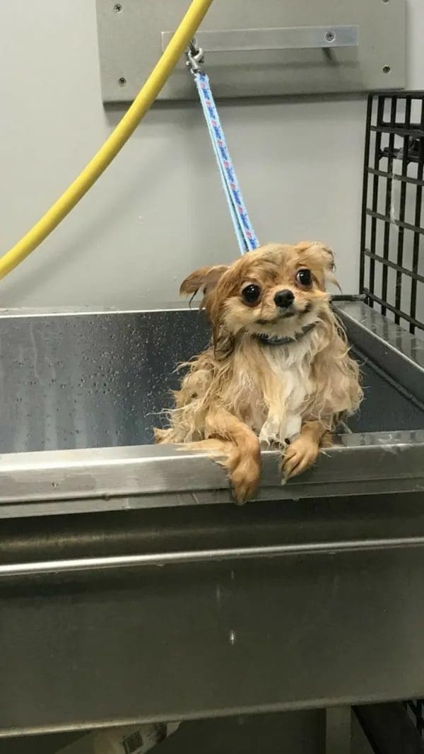 Soaking wet little dog grinning nervously over the edge of a grooming tub.