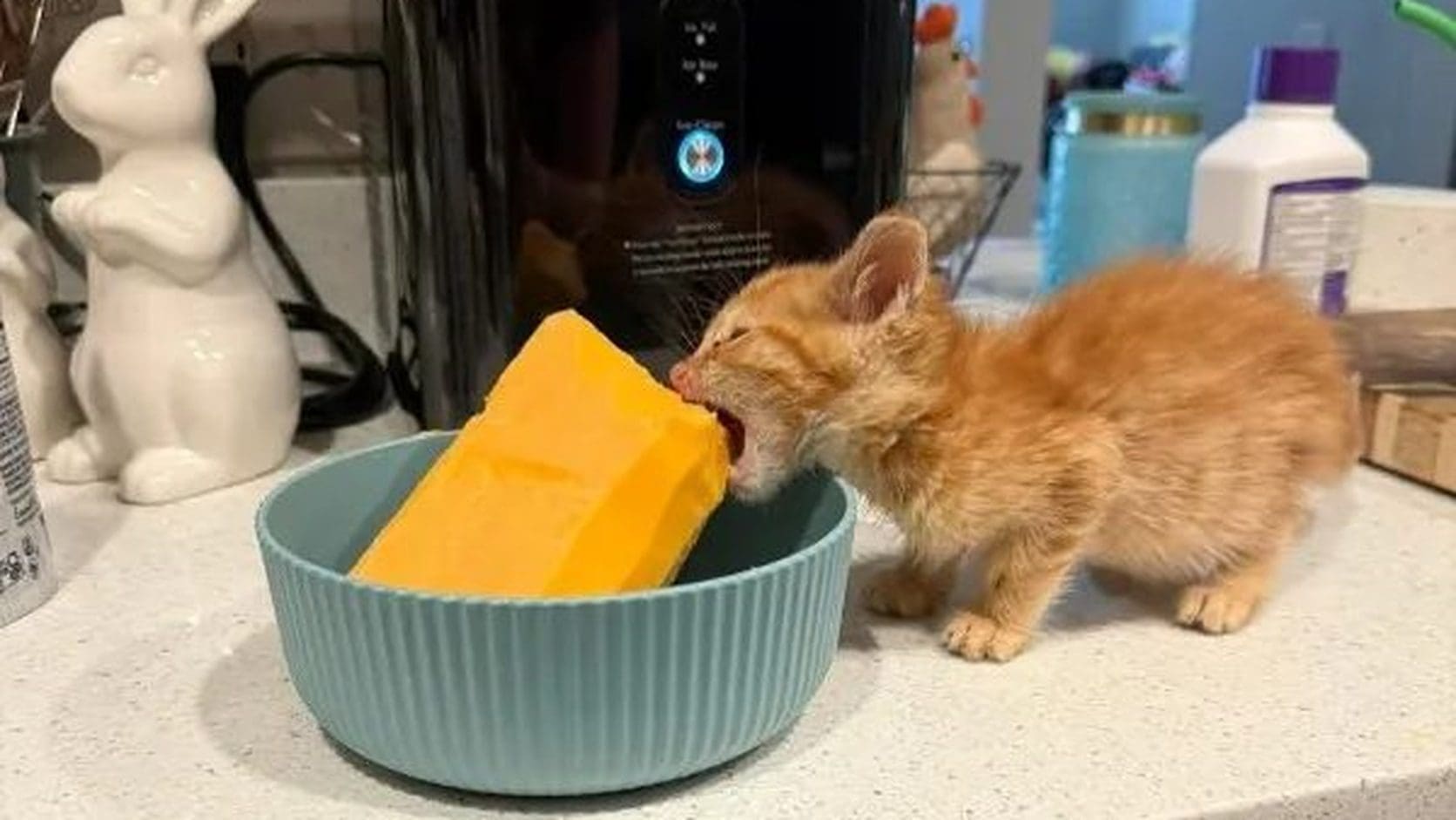 Tiny orange kitten biting into an oversized block of cheddar cheese in a teal bowl, the opening shot of today's daily memes.