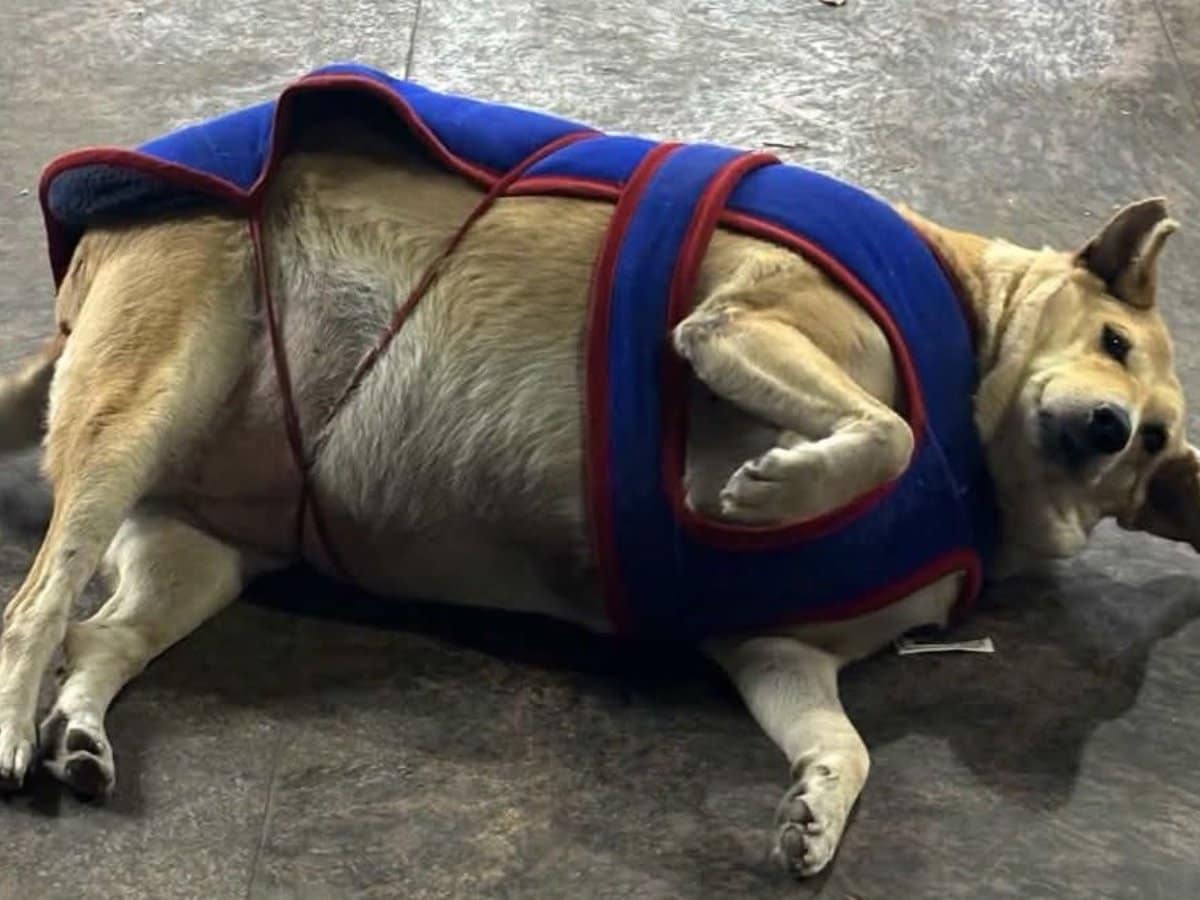 Gola, aka Kebab, sprawled in her blue coat, favorite of Fat Dogs of Delhi memes.