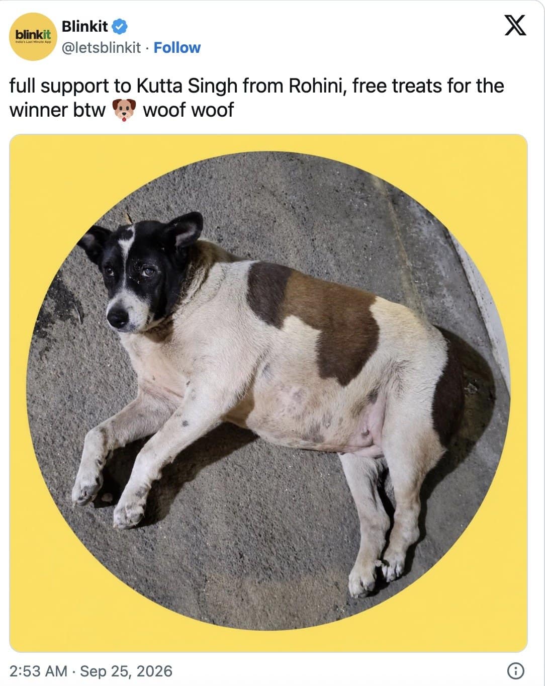 Blinkit backs Kutta Singh of Rohini in the Fat Dogs of Delhi memes, promising treats.