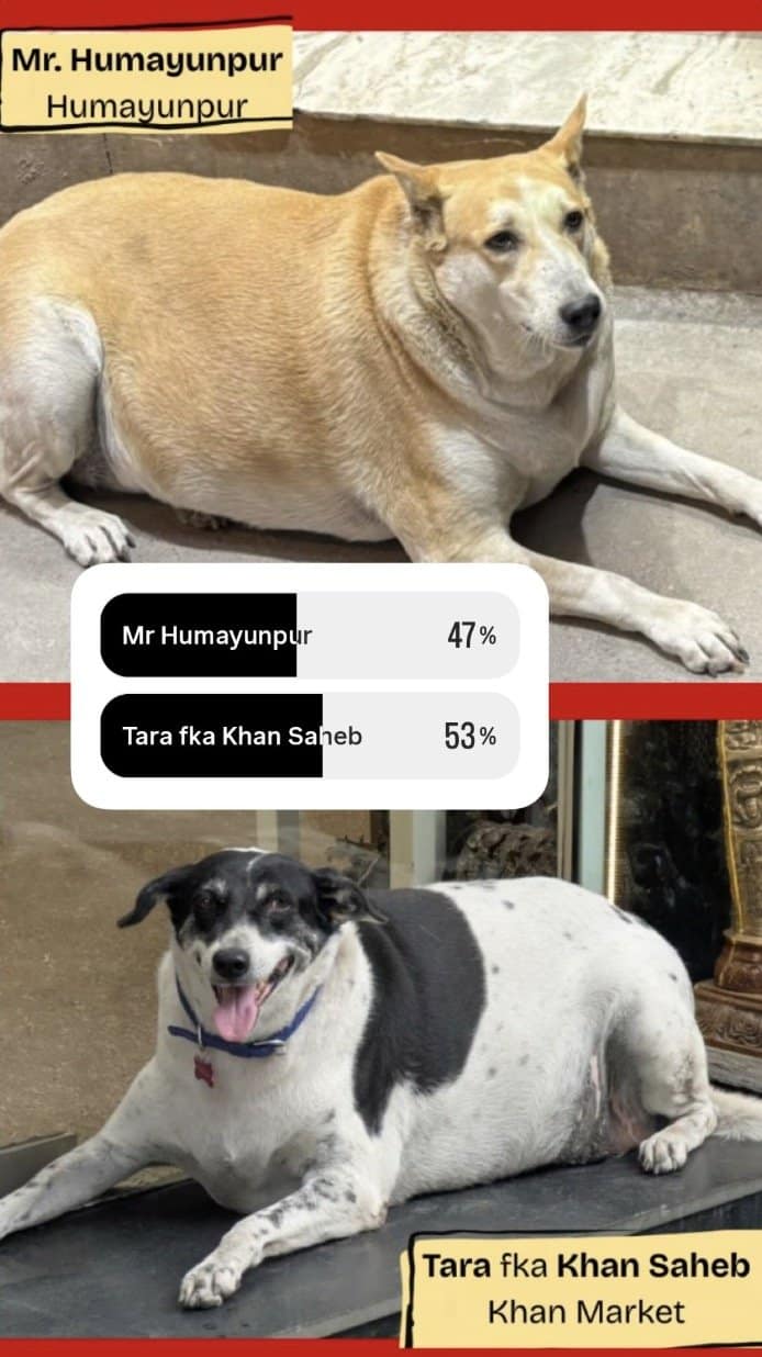 Instagram poll pitting Mr. Humayunpur against Tara, formerly Khan Saheb, two very round contenders.