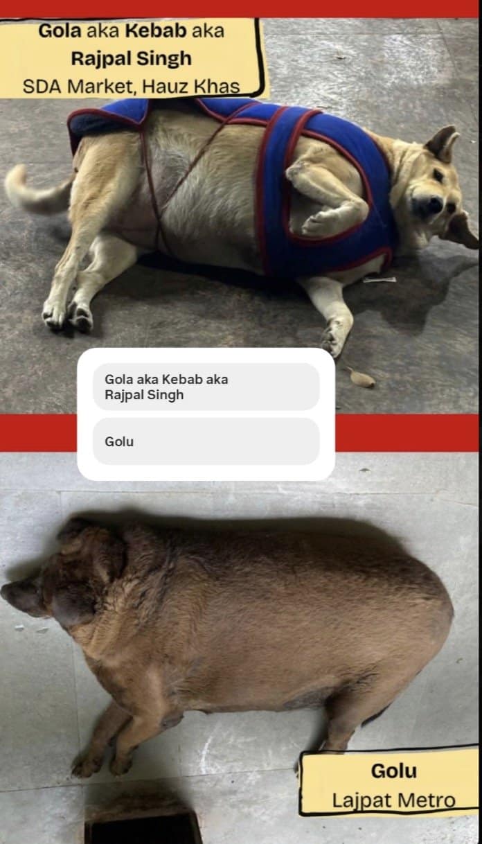 Poll matching Gola, aka Kebab, from Hauz Khas against Golu, a huge dog from Lajpat.