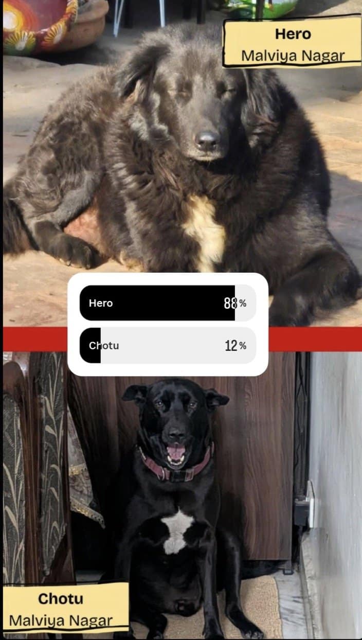 Fluffy black dog Hero crushing Chotu 88 to 12 in a Fat Dogs of Delhi memes poll.