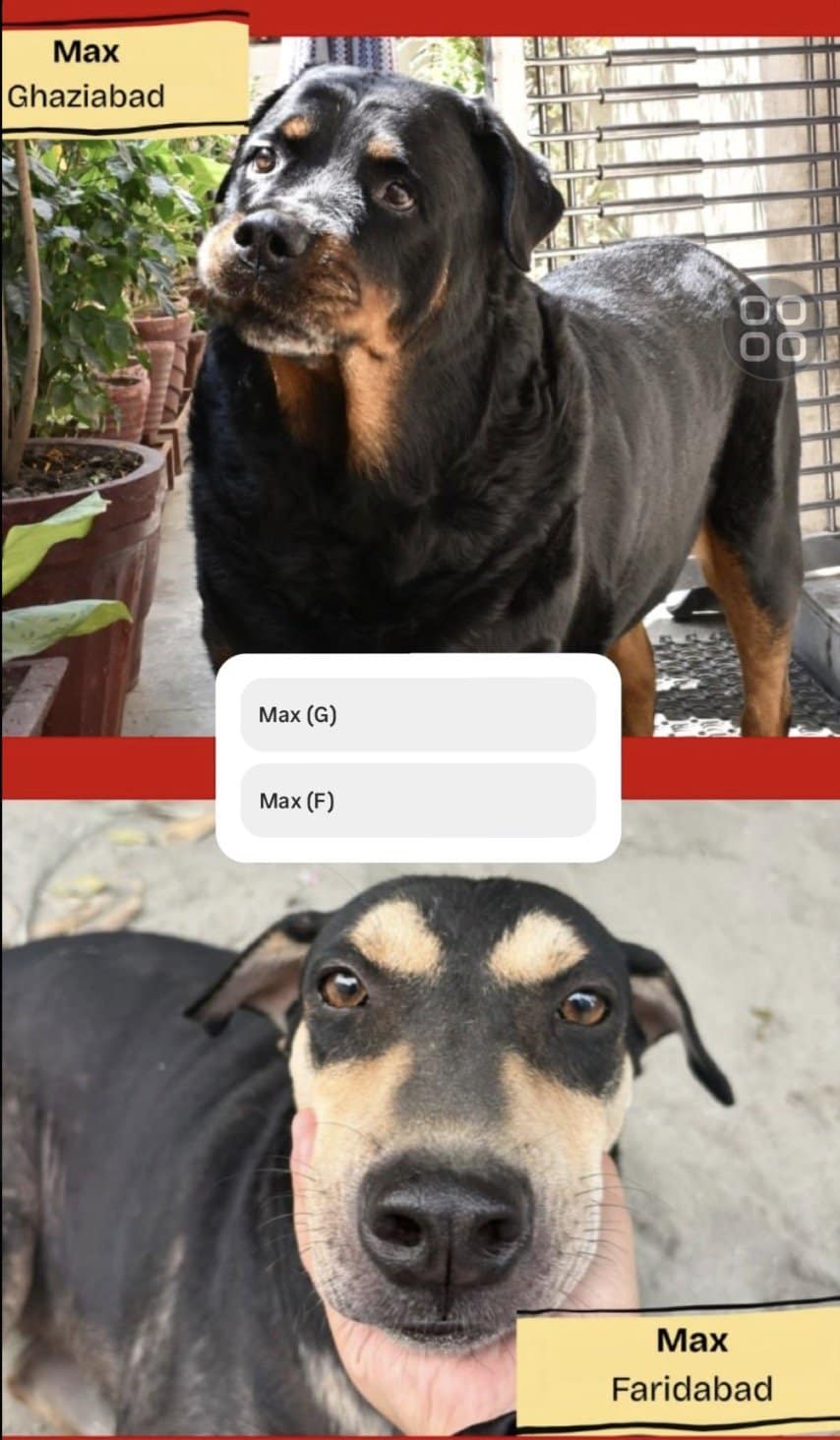 Two dogs both named Max, from Ghaziabad and Faridabad, face off in a story poll.