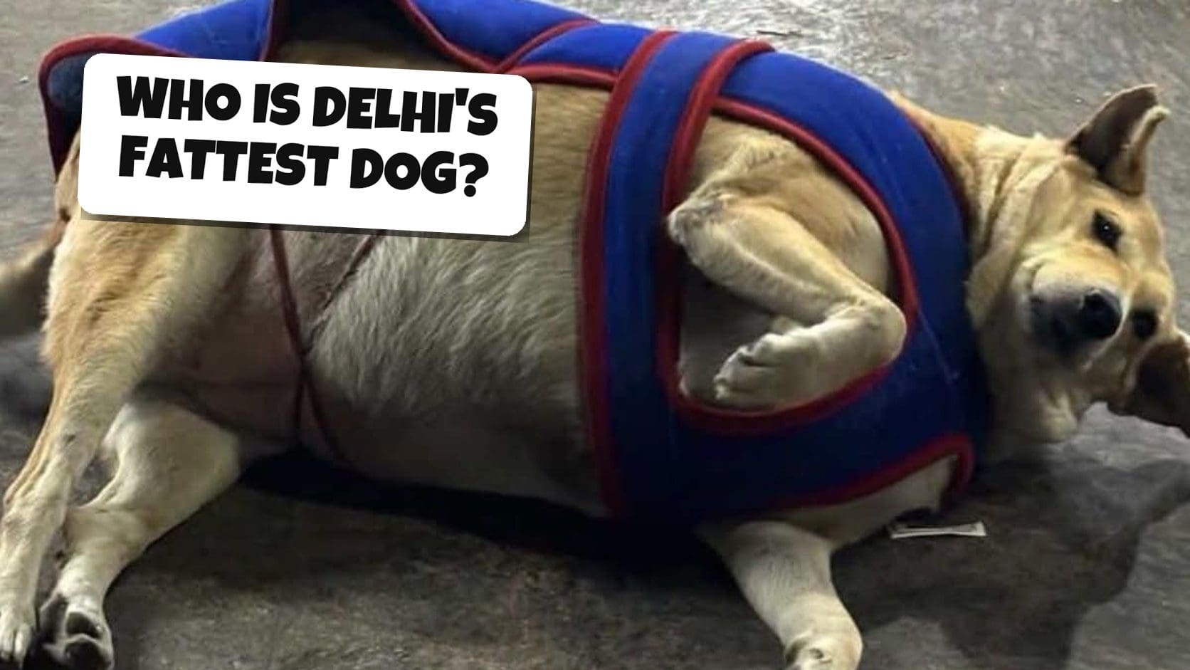 Gola, also called Kebab, a round tan dog in a blue coat lying on the floor, the favorite in Fat Dogs of Delhi memes and the grand finale.