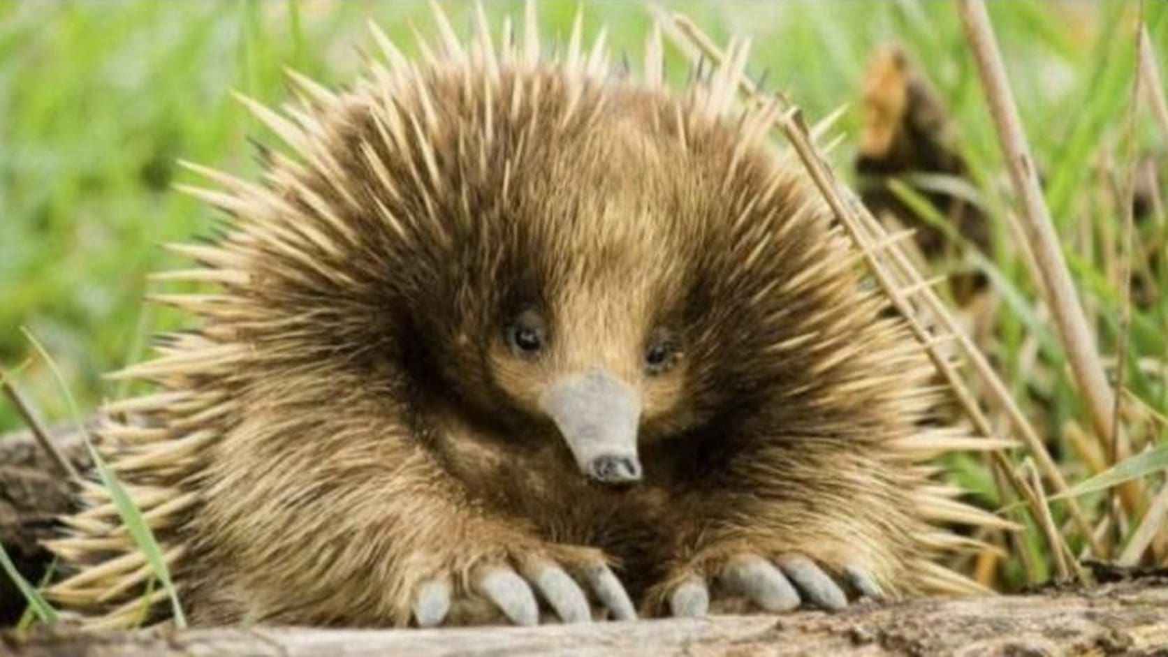 Grumpy echidna hunched in the grass with a sulky look, the morning mood behind today's memes today on The Morning Commute.