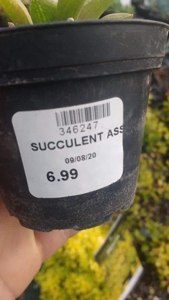 Succulent plant pot with a price label abbreviated into an accidental rude word.